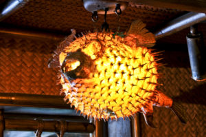 A close up view of a lantern created from a puffer fish - one of many lanterns suspended from the Mai-Kai ceilings.